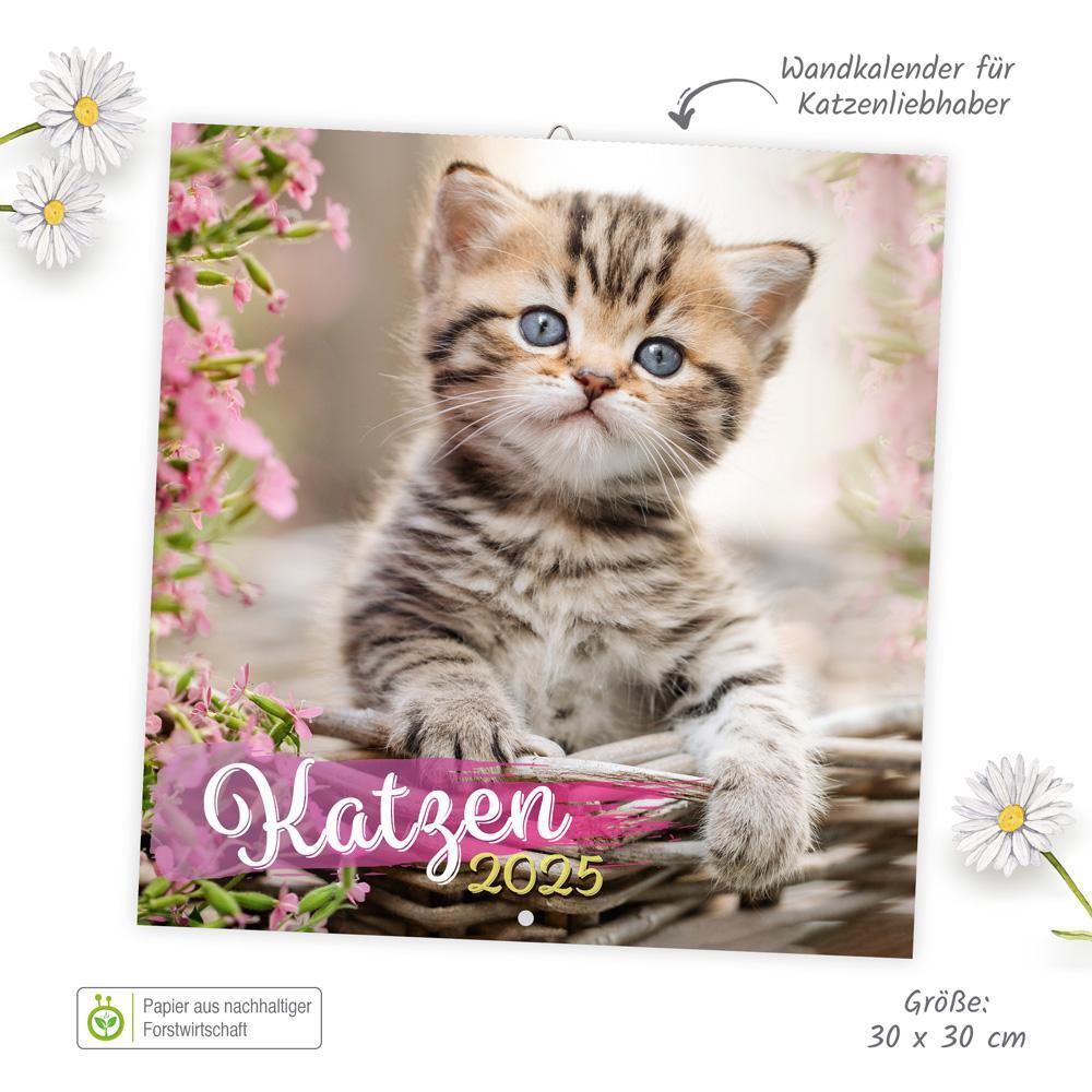 Bild: 9783988021892 | Trötsch Broschürenkalender Katzen 2025 | Wandplaner | KG | Kalender