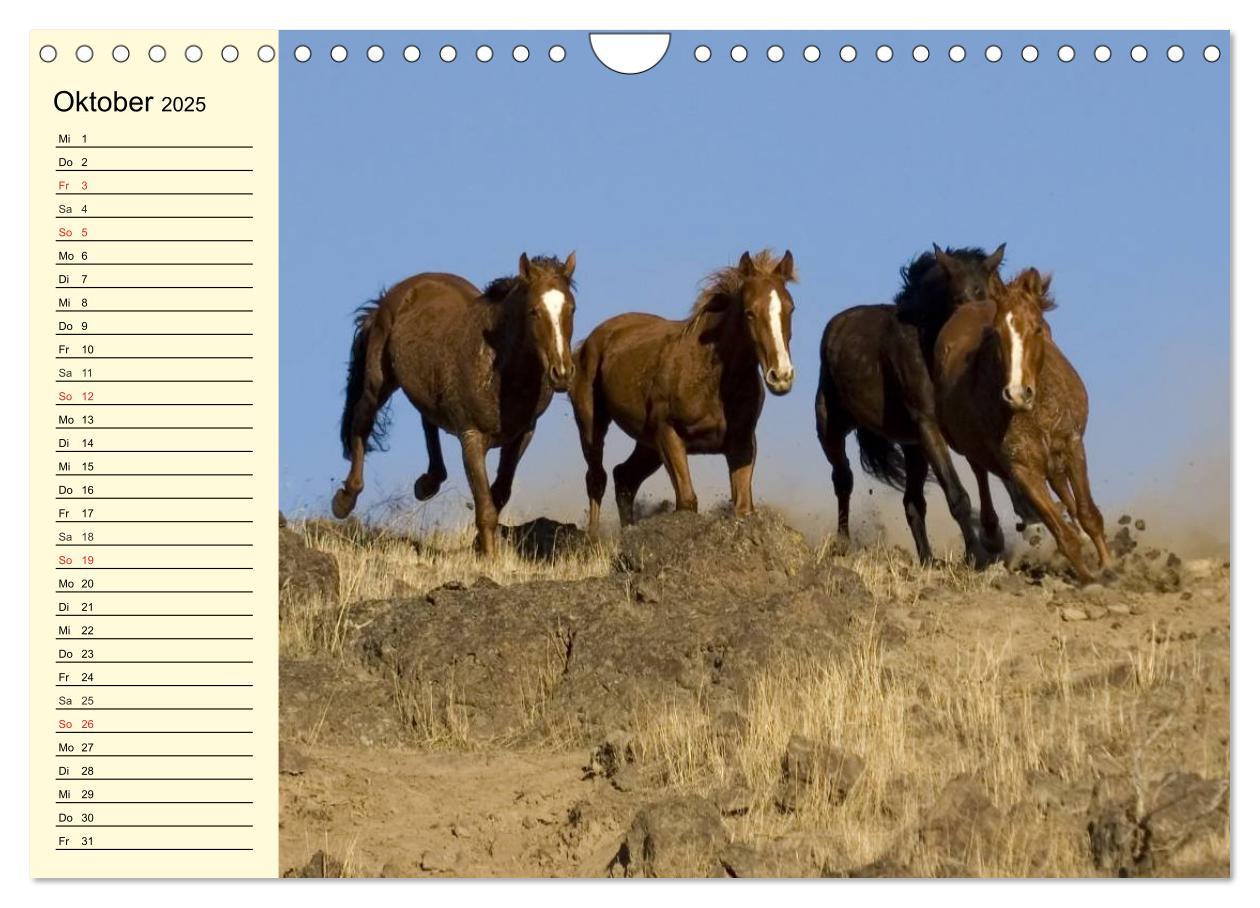 Bild: 9783435529780 | Wilde Pferde. Mustangs in USA (Wandkalender 2025 DIN A4 quer),...