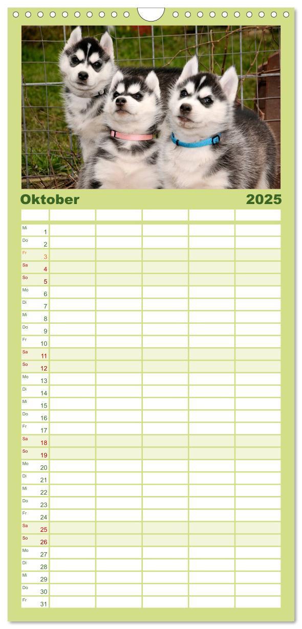 Bild: 9783457109922 | Familienplaner 2025 - Husky Welpen mit 5 Spalten (Wandkalender, 21...