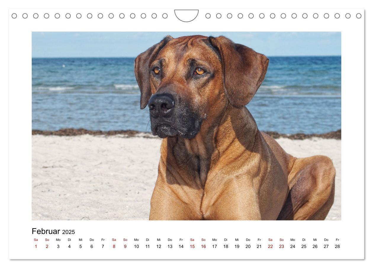 Bild: 9783383988028 | Rhodesian Ridgeback - Charmanter Dickkopf aus Afrika (Wandkalender...