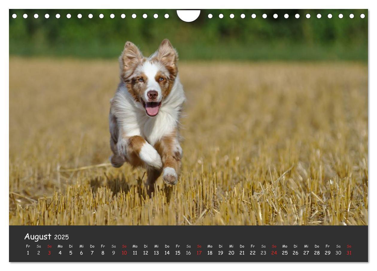 Bild: 9783435582686 | Australian Shepherd - Augenblicke (Wandkalender 2025 DIN A4 quer),...