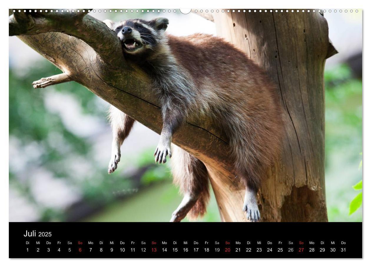 Bild: 9783435797097 | Tierkalender 2025 (Wandkalender 2025 DIN A2 quer), CALVENDO...