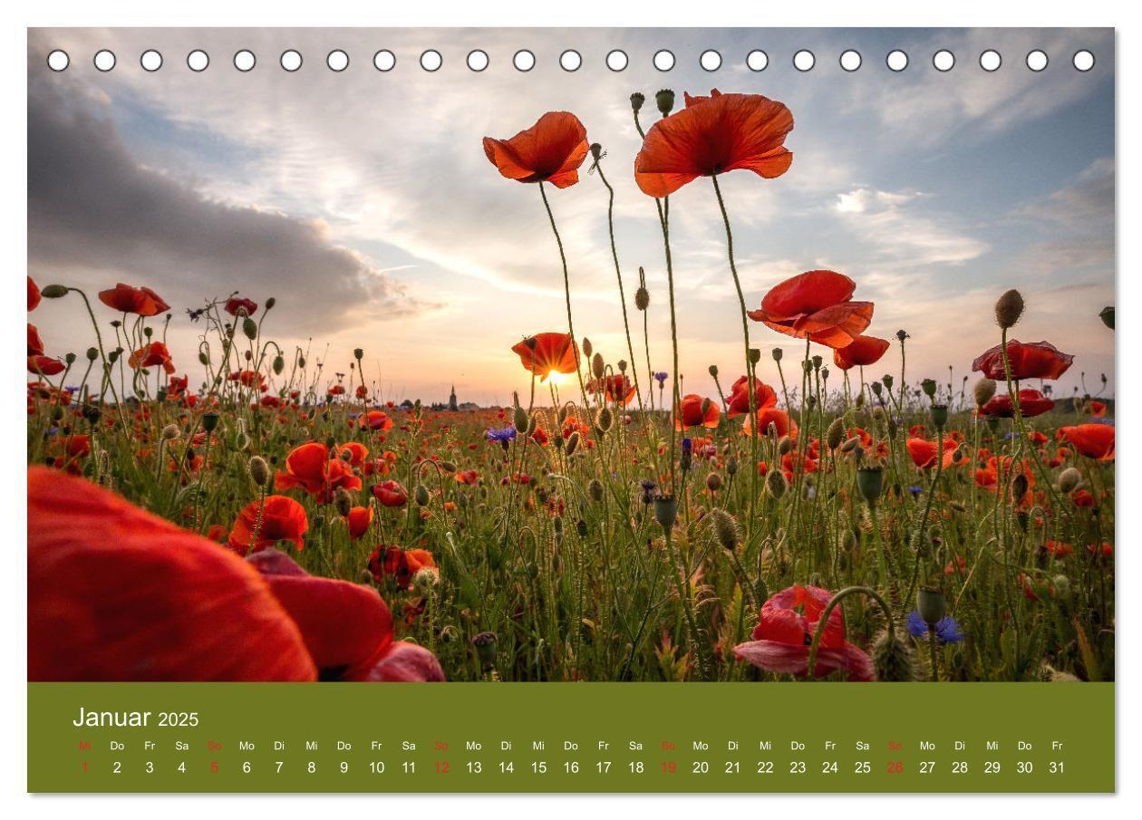 Bild: 9783435121458 | Mohnblumen Romantik (Tischkalender 2025 DIN A5 quer), CALVENDO...