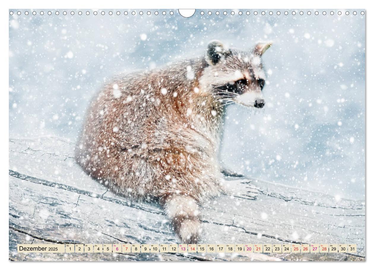 Bild: 9783435334735 | Waschbär - Niedlicher Allesfresser (Wandkalender 2025 DIN A3 quer),...