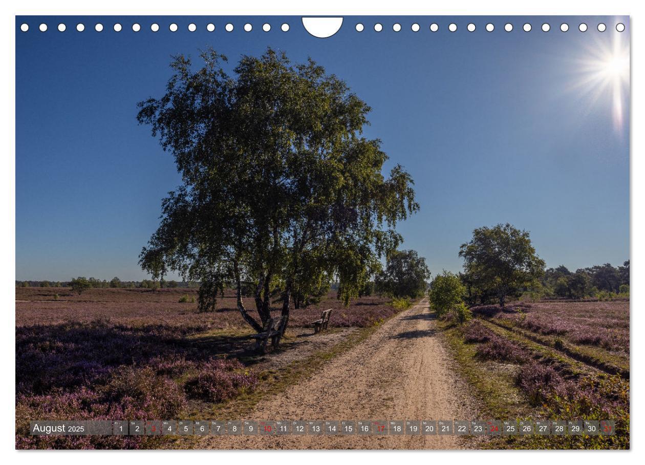 Bild: 9783383841361 | Die Lüneburger Heide - In voller Blüte (Wandkalender 2025 DIN A4...