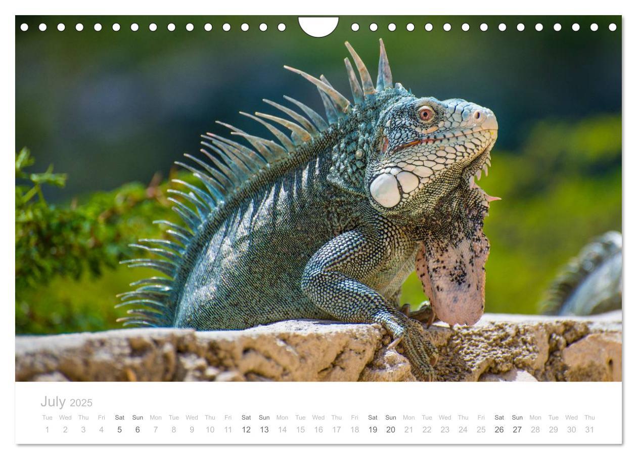 Bild: 9781325952625 | Curacao - Tropical Island (Wall Calendar 2025 DIN A4 landscape),...