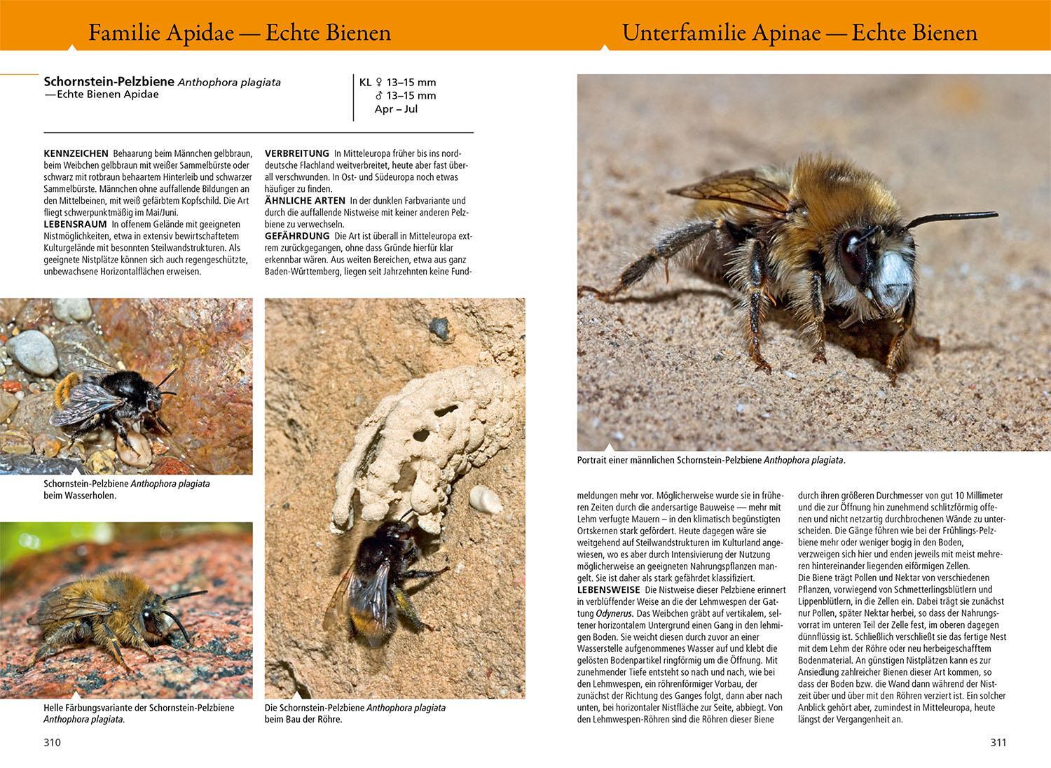 Bild: 9783440179826 | Bienen, Wespen, Ameisen | Heiko Bellmann (u. a.) | Taschenbuch | 2024