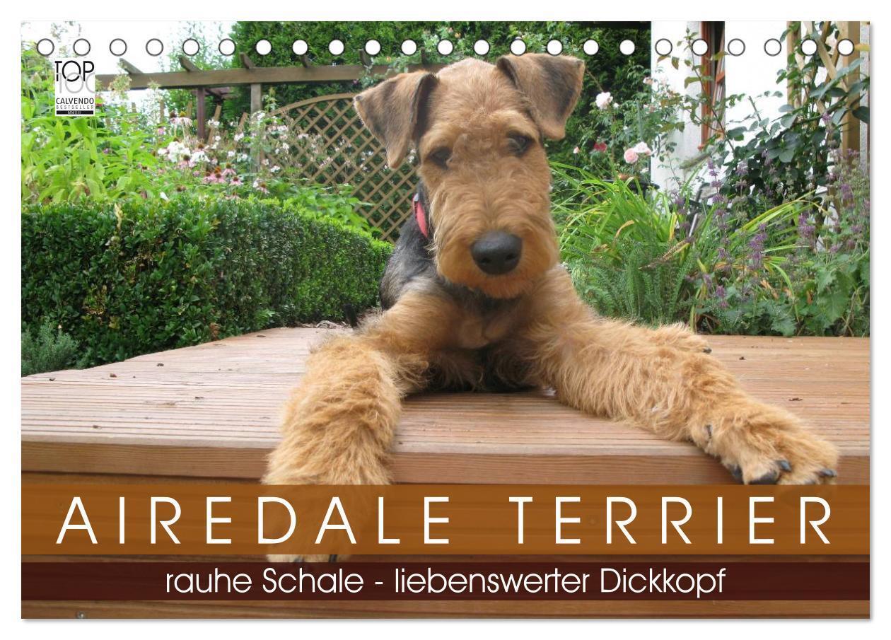 Cover: 9783675900844 | Airedale Terrier (Tischkalender 2024 DIN A5 quer), CALVENDO...