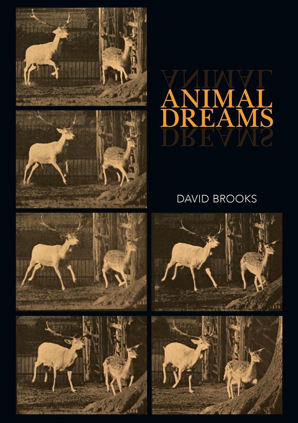 Cover: 9781743327470 | Animal Dreams | David Brooks | Taschenbuch | Paperback | Englisch