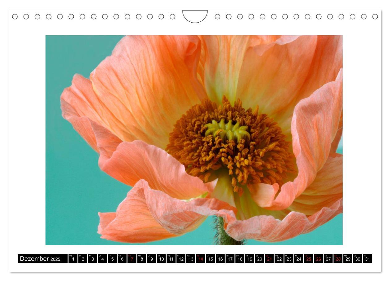 Bild: 9783435617517 | Mohn im Porträt (Wandkalender 2025 DIN A4 quer), CALVENDO...