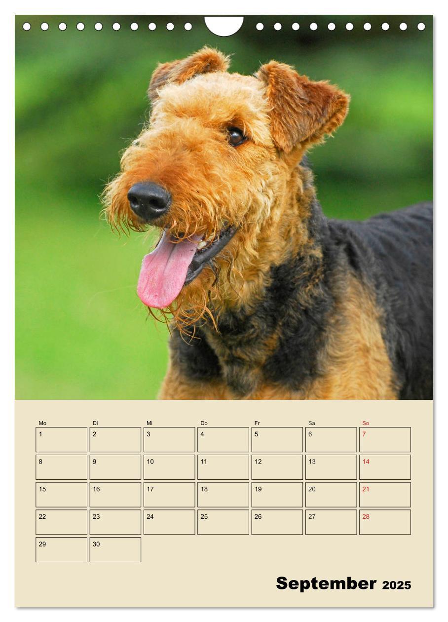 Bild: 9783435960866 | Airedale Terrier - Temperament auf 4 Pfoten (Wandkalender 2025 DIN...