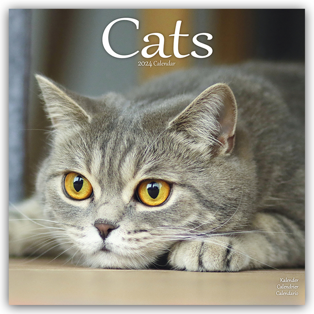 Cover: 9781804601303 | Cats - Katzen 2024 - 16-Monatskalender | Avonside Publishing | 13 S.