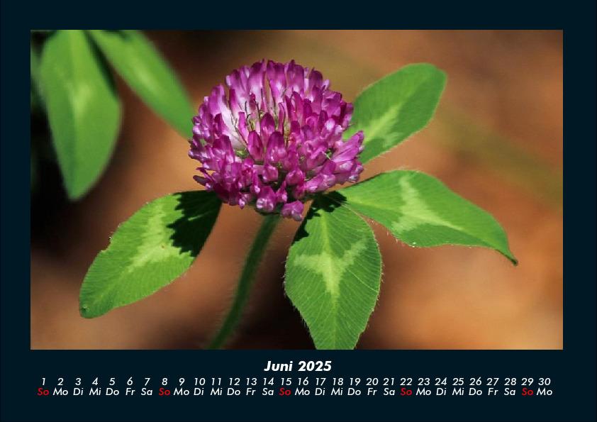 Bild: 9783755989172 | Blumenkalender 2025 Fotokalender DIN A4 | Tobias Becker | Kalender