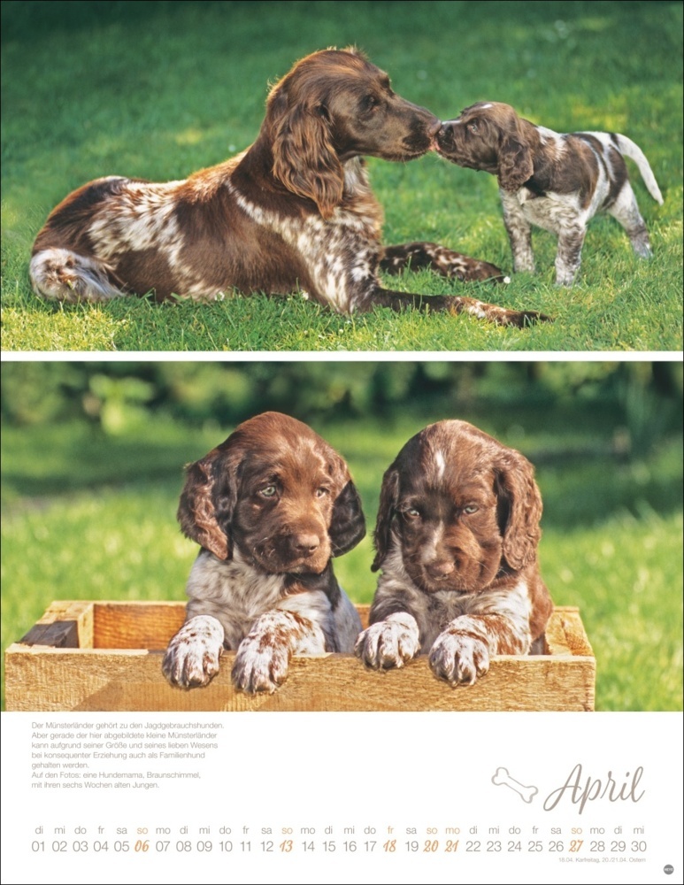 Bild: 9783756405329 | Hundekinder Posterkalender 2025 | Monika Wegler | Kalender | 14 S.