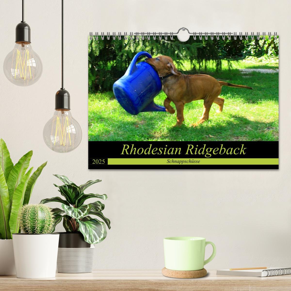 Bild: 9783435325160 | Rhodesian Ridgeback - Schnappschüsse - (Wandkalender 2025 DIN A4...