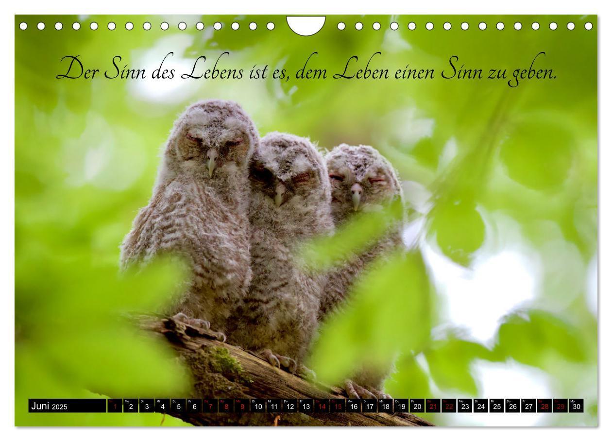 Bild: 9783383833830 | der Waldkauz - Strix Aluco (Wandkalender 2025 DIN A4 quer),...