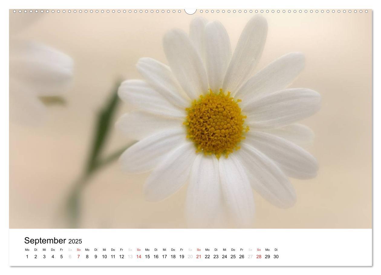 Bild: 9783435693931 | Zarte Natur 2025 (Wandkalender 2025 DIN A2 quer), CALVENDO...