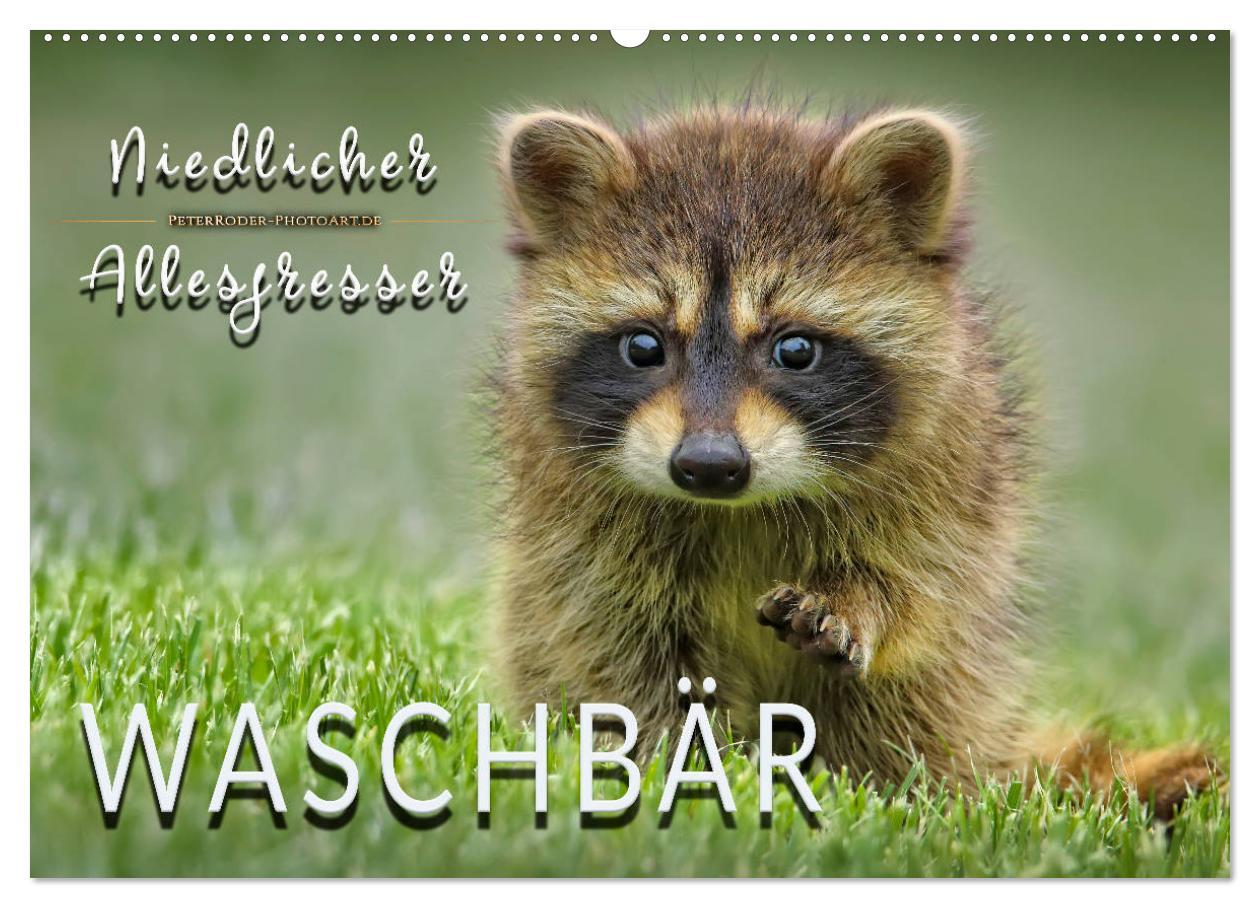 Cover: 9783435334346 | Waschbär - Niedlicher Allesfresser (Wandkalender 2025 DIN A2 quer),...