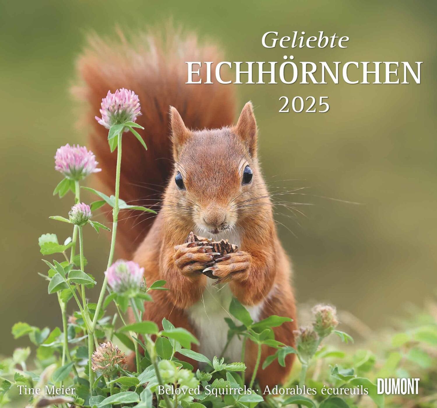 Cover: 4250809652696 | Geliebte Eichhörnchen 2025 - DUMONT Wandkalender - mit den...