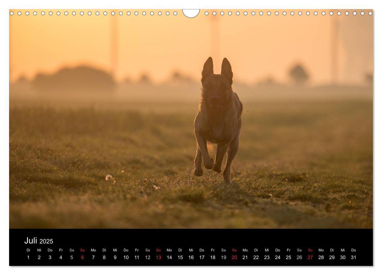 Bild: 9783435638697 | Belgische Schäferhunde - Der Malinois im Licht (Wandkalender 2025...