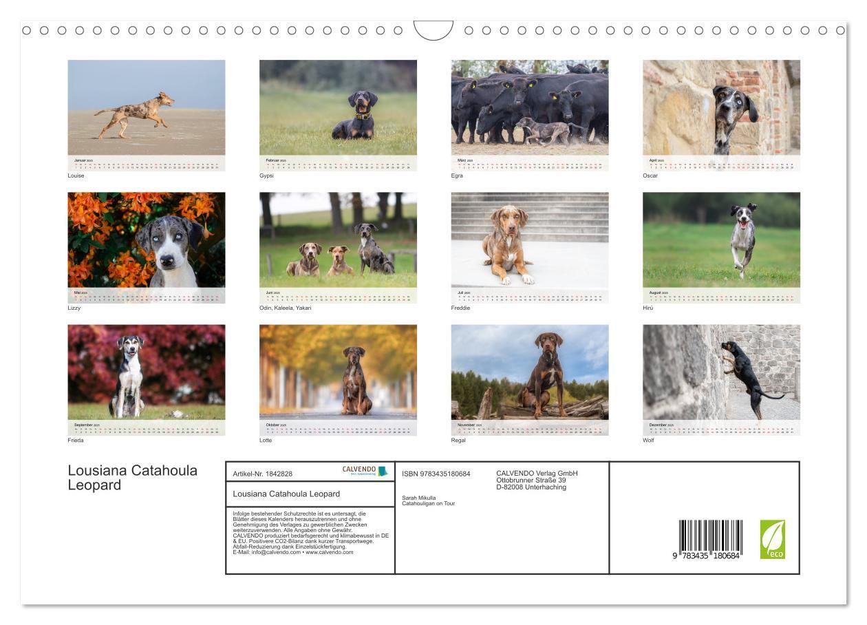 Bild: 9783435180684 | Lousiana Catahoula Leopard (Wandkalender 2025 DIN A3 quer),...