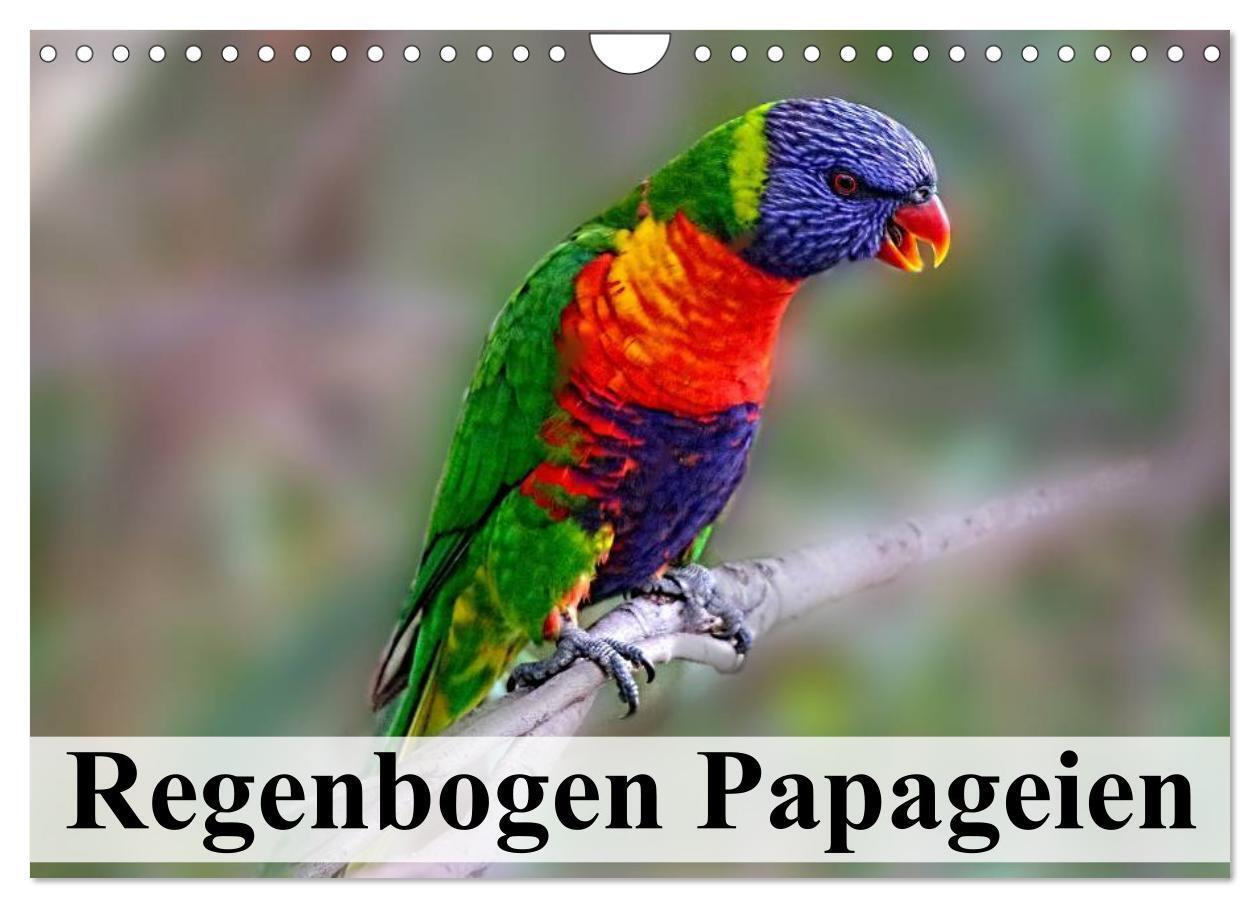 Cover: 9783383391446 | Regenbogen Papageien (Wandkalender 2024 DIN A4 quer), CALVENDO...