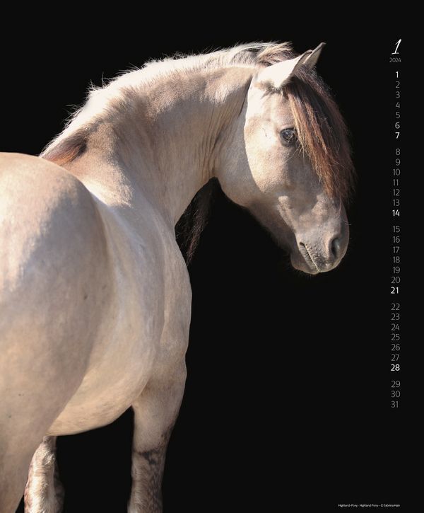 Bild: 9783731873037 | Horses on Black 2024 | Korsch Verlag | Kalender | Spiralbindung | 2024