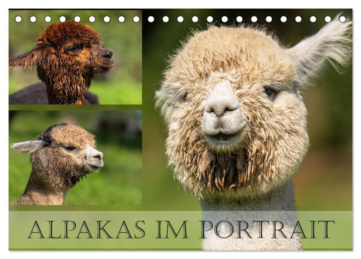 Cover: 9783383859335 | Alpakas im Portrait (Tischkalender 2025 DIN A5 quer), CALVENDO...