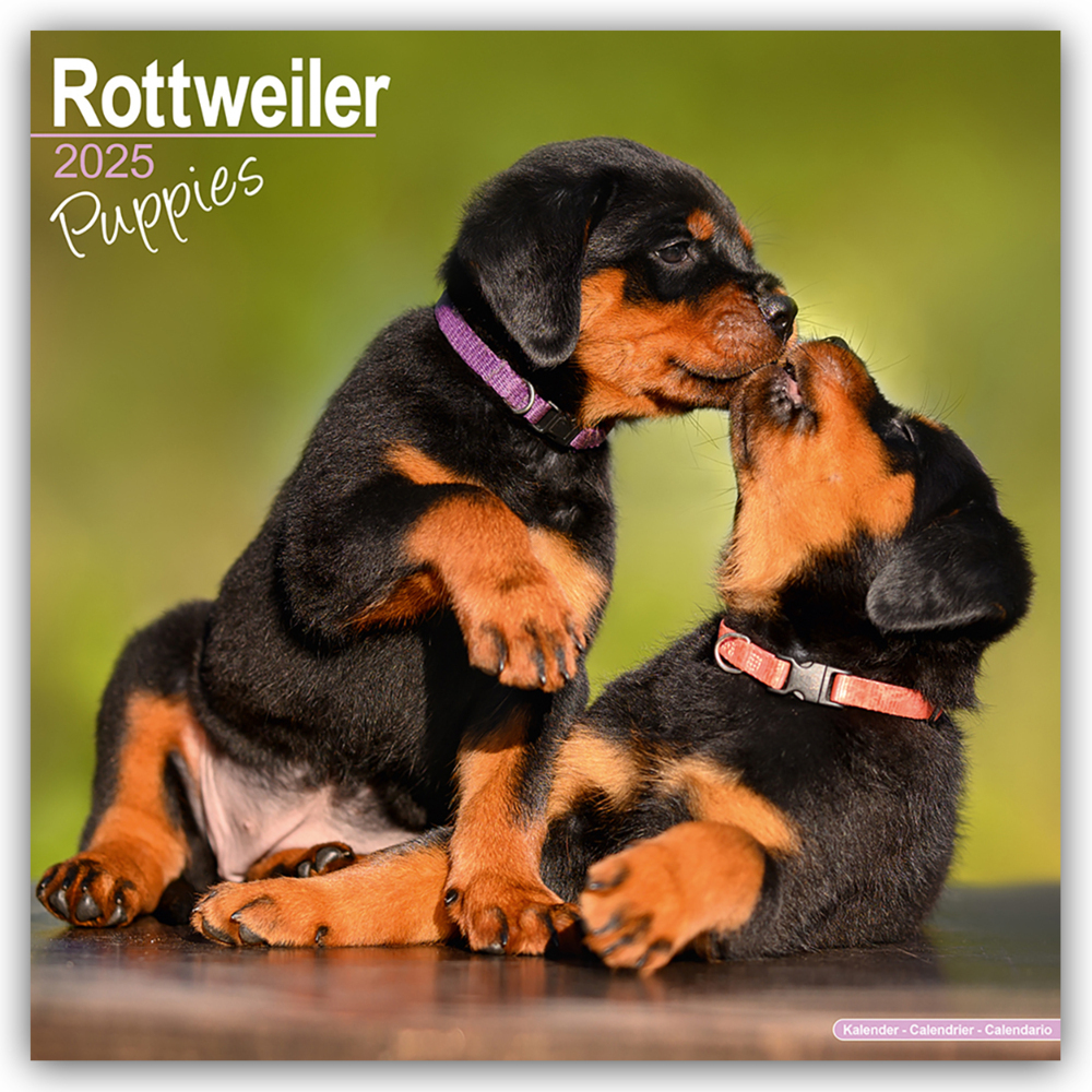 Cover: 9781804604090 | Rottweiler Puppies - Rottweiler Welpen 2025 - 16-Monatskalender | Ltd