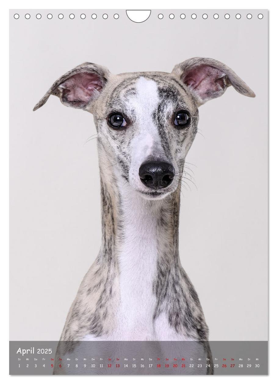 Bild: 9783435859023 | Whippets im Portrait (Wandkalender 2025 DIN A4 hoch), CALVENDO...