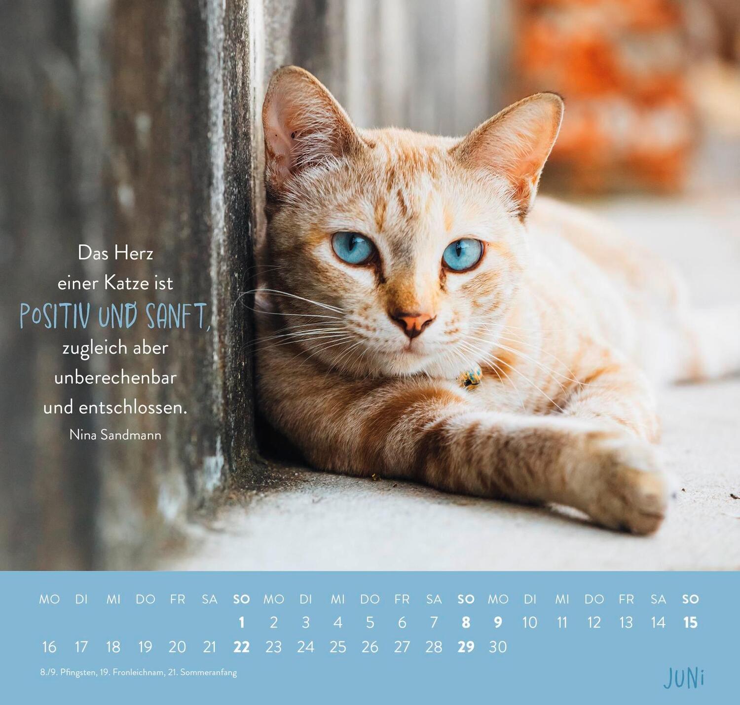 Bild: 4036442011881 | Wandkalender 2025: Für Katzenfreunde | Groh Verlag | Kalender | 12 S.