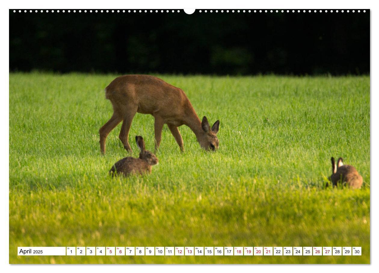 Bild: 9783435339426 | Anmut mit sanften Augen - Rehwild in der freien Natur (hochwertiger...