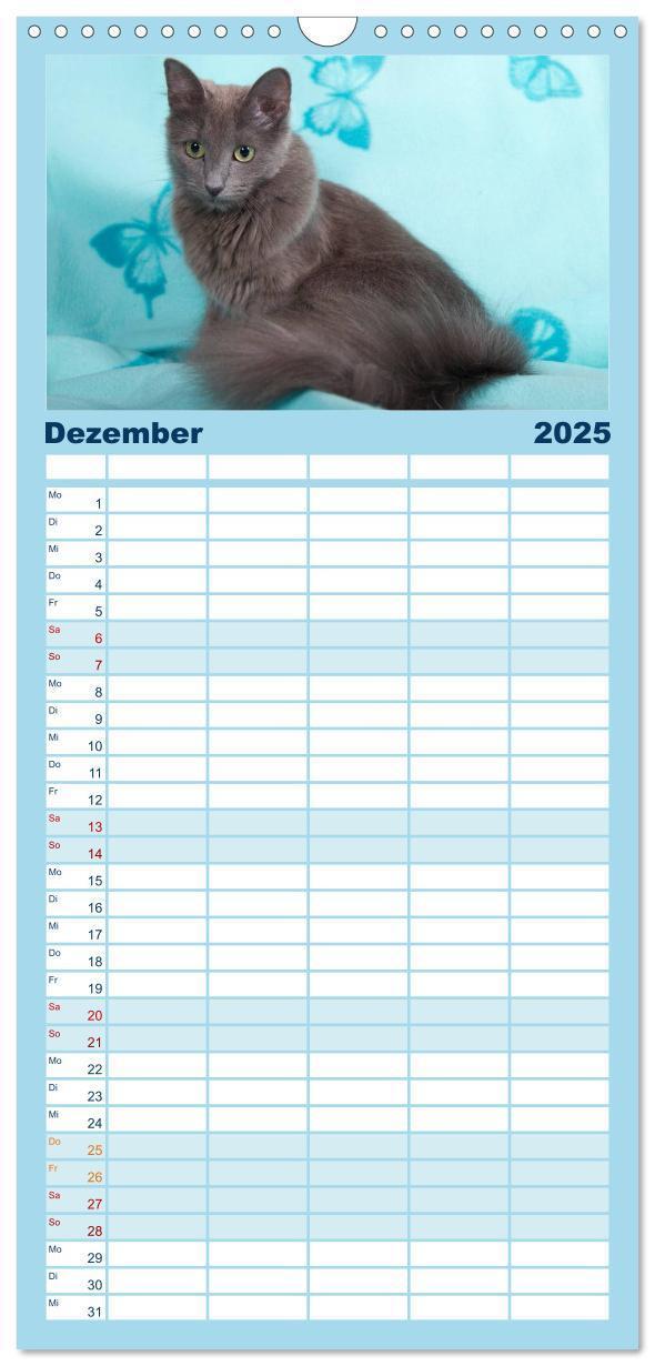 Bild: 9783457121764 | Familienplaner 2025 - Nebelung Katzen mit 5 Spalten (Wandkalender,...