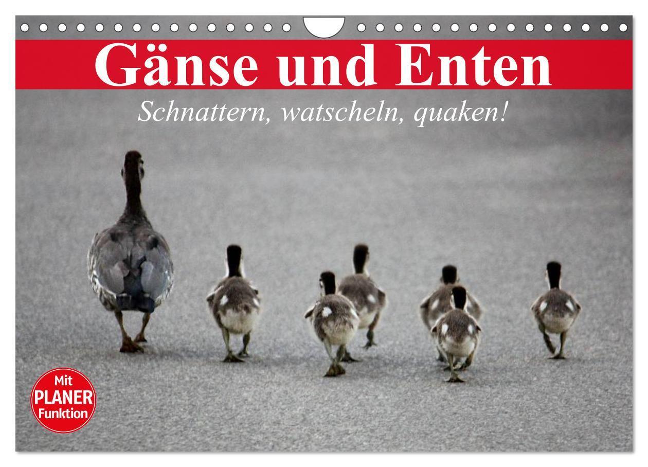 Cover: 9783383319525 | Gänse und Enten. Schnattern, watscheln, quaken! (Wandkalender 2024...