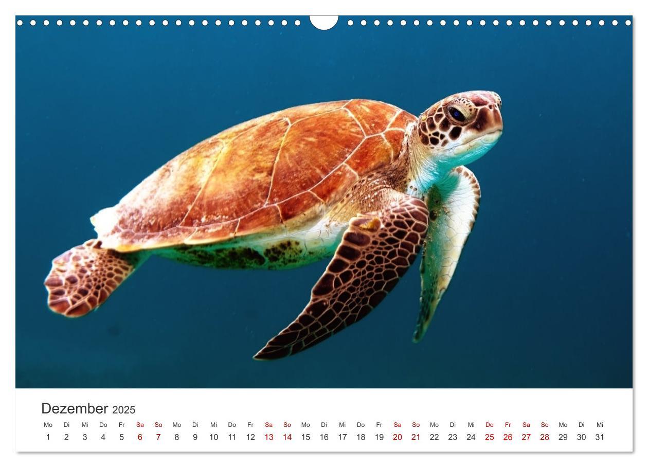 Bild: 9783383997358 | Schildkröten - Die gepanzerten Tiere. (Wandkalender 2025 DIN A3...