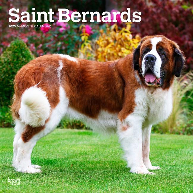 Cover: 9781975477653 | Saint Bernards 2025 12 X 24 Inch Monthly Square Wall Calendar...