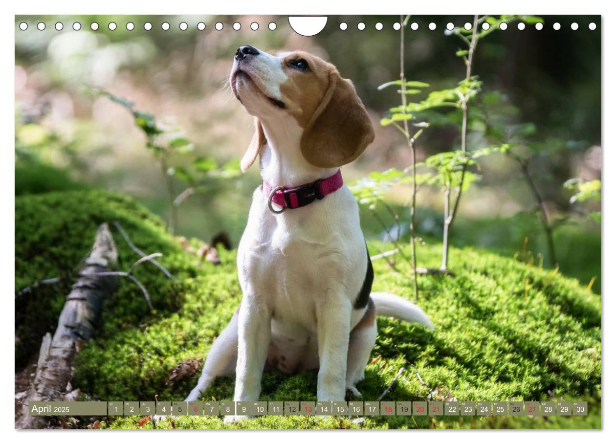 Bild: 9783435574896 | Beaglebabys auf Entdeckungstour (Wandkalender 2025 DIN A4 quer),...