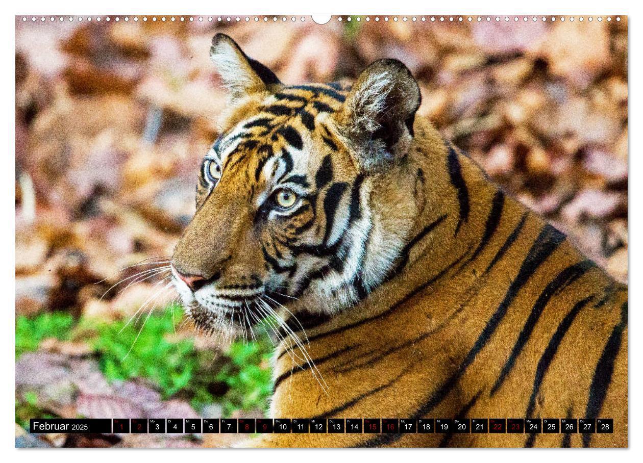 Bild: 9783435215799 | Indien - Im Reich des Tigers (Wandkalender 2025 DIN A2 quer),...