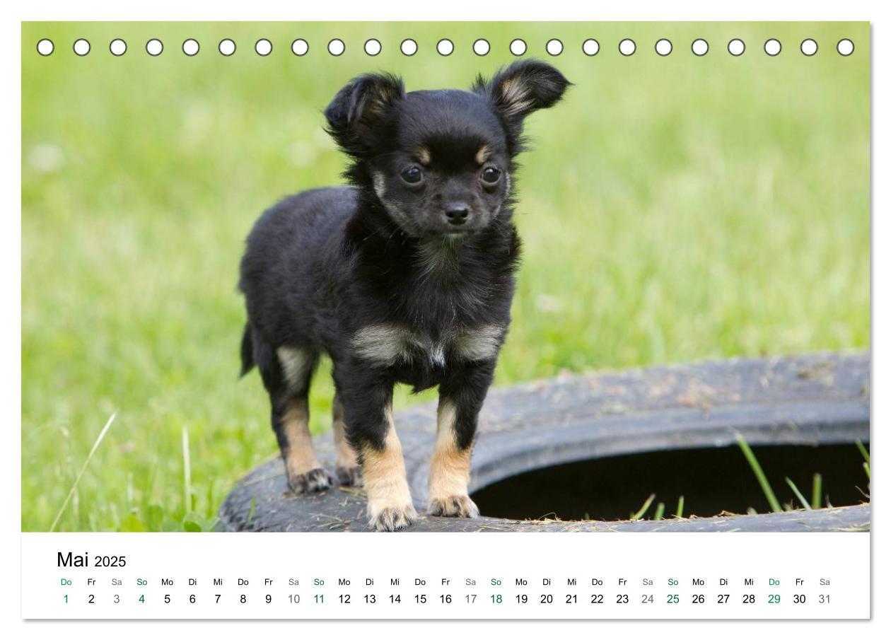 Bild: 9783435771080 | Chihuahuas - kleine Herzensbrecher (Tischkalender 2025 DIN A5...