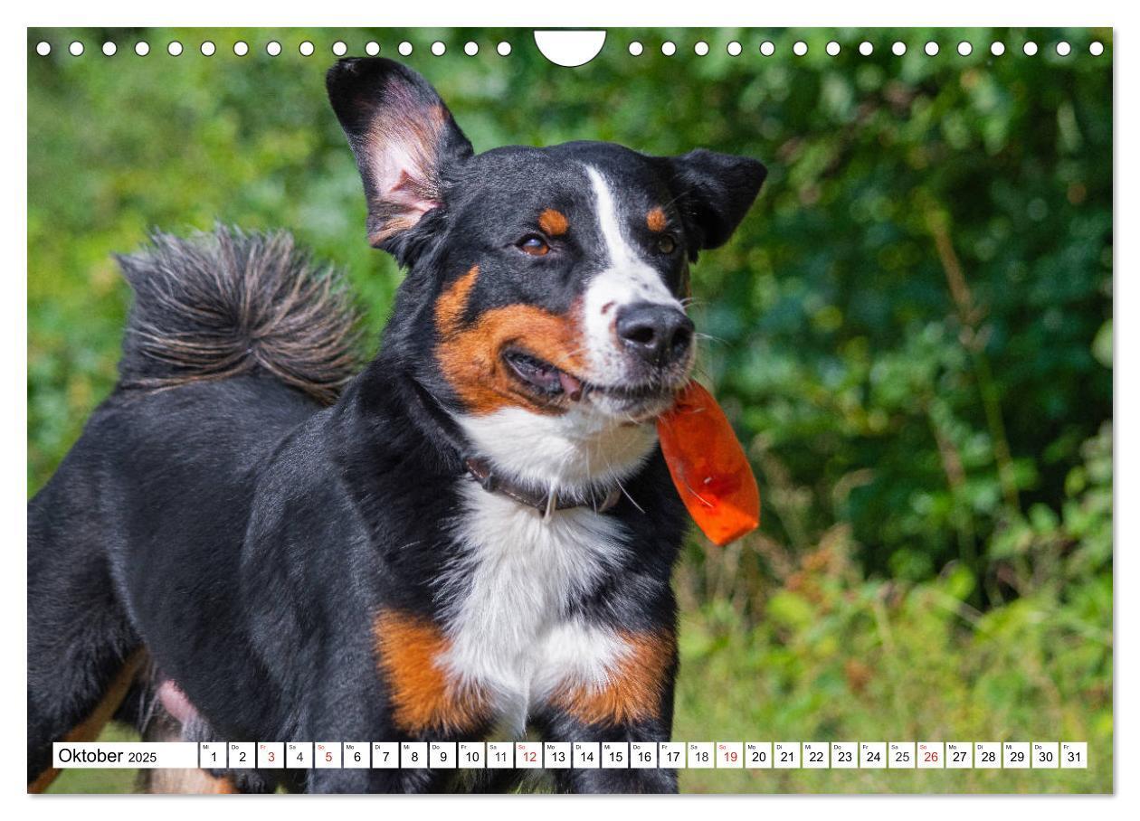 Bild: 9783435112890 | Appenzeller Sennenhund - Ein Schweizer auf 4 Pfoten (Wandkalender...