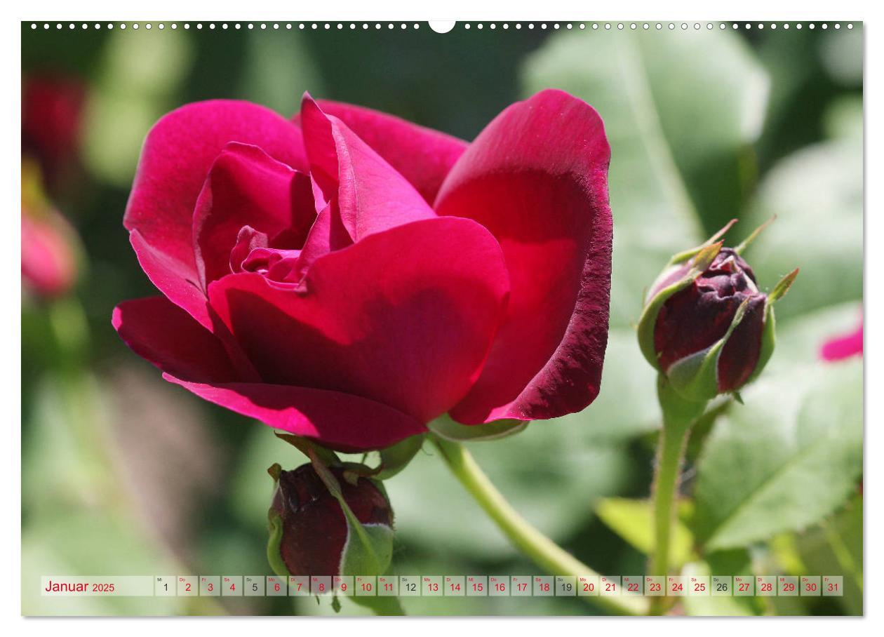 Bild: 9783435295258 | Stolze Rosen (Wandkalender 2025 DIN A2 quer), CALVENDO Monatskalender