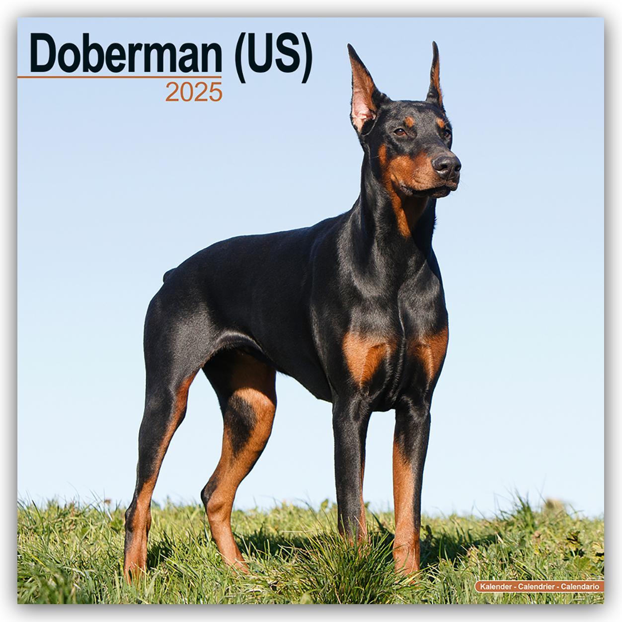 Cover: 9781804603383 | Doberman - Dobermann 2025 - 16-Monatskalender | Ltd | Kalender | 13 S.