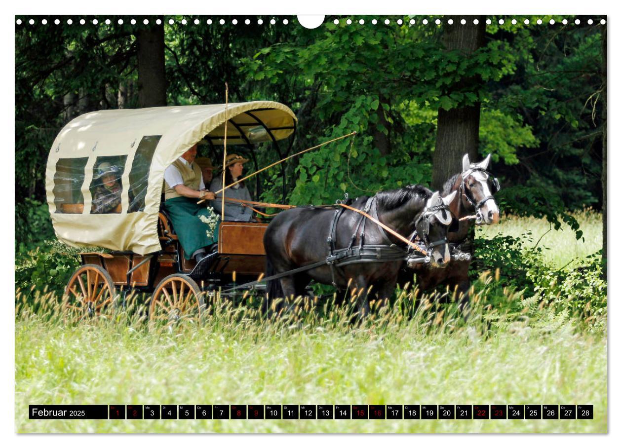 Bild: 9783435395187 | Schwere Warmblüter 2025 (Wandkalender 2025 DIN A3 quer), CALVENDO...