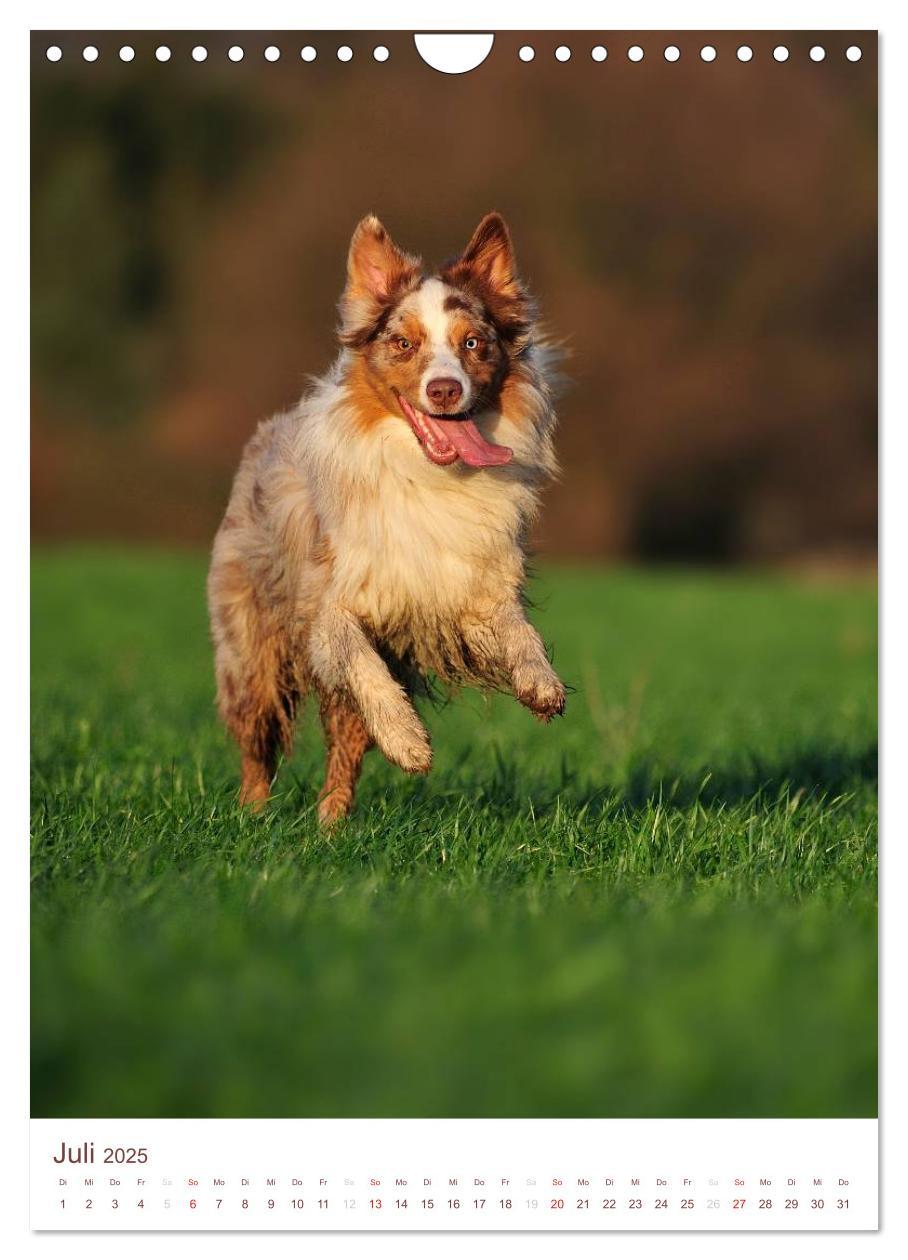 Bild: 9783457065143 | Australian Shepherds (Wandkalender 2025 DIN A4 hoch), CALVENDO...