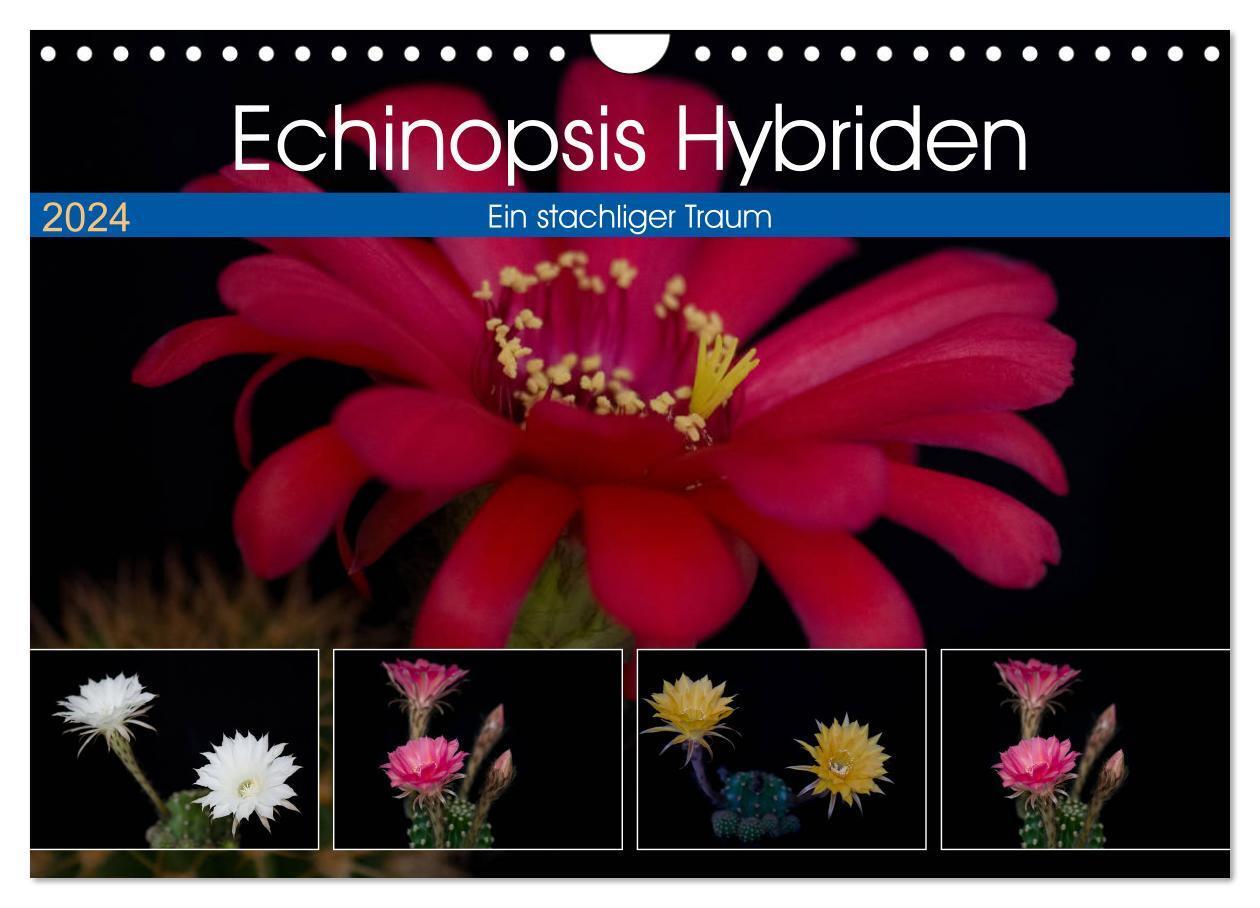 Cover: 9783383567100 | Echinopsis Hybriden. Ein stachliger Traum (Wandkalender 2024 DIN A4...