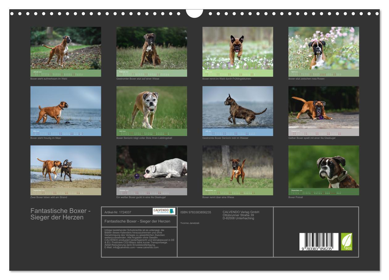 Bild: 9783383856235 | Fantastische Boxer - Sieger der Herzen (Wandkalender 2025 DIN A3...