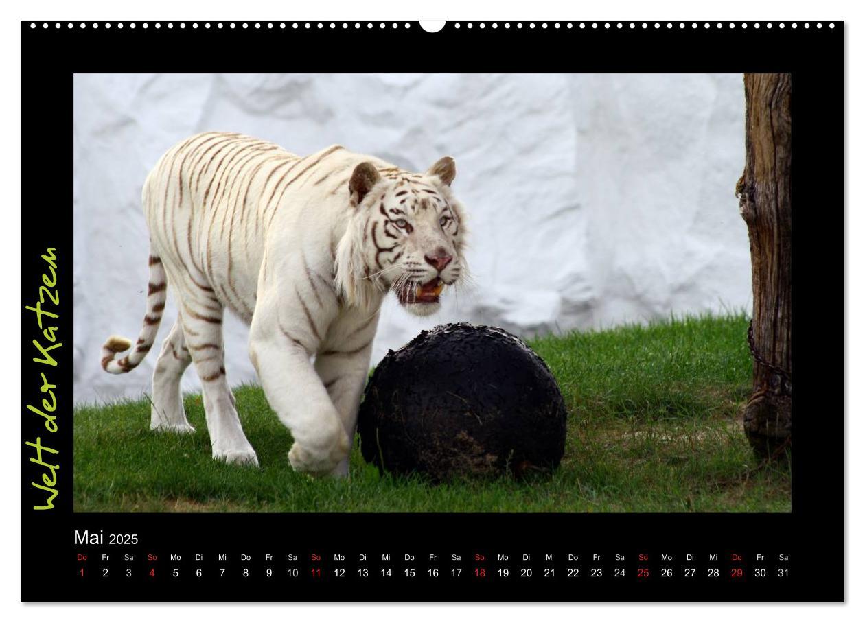 Bild: 9783435774920 | Welt der Katzen - Tiger (Wandkalender 2025 DIN A2 quer), CALVENDO...