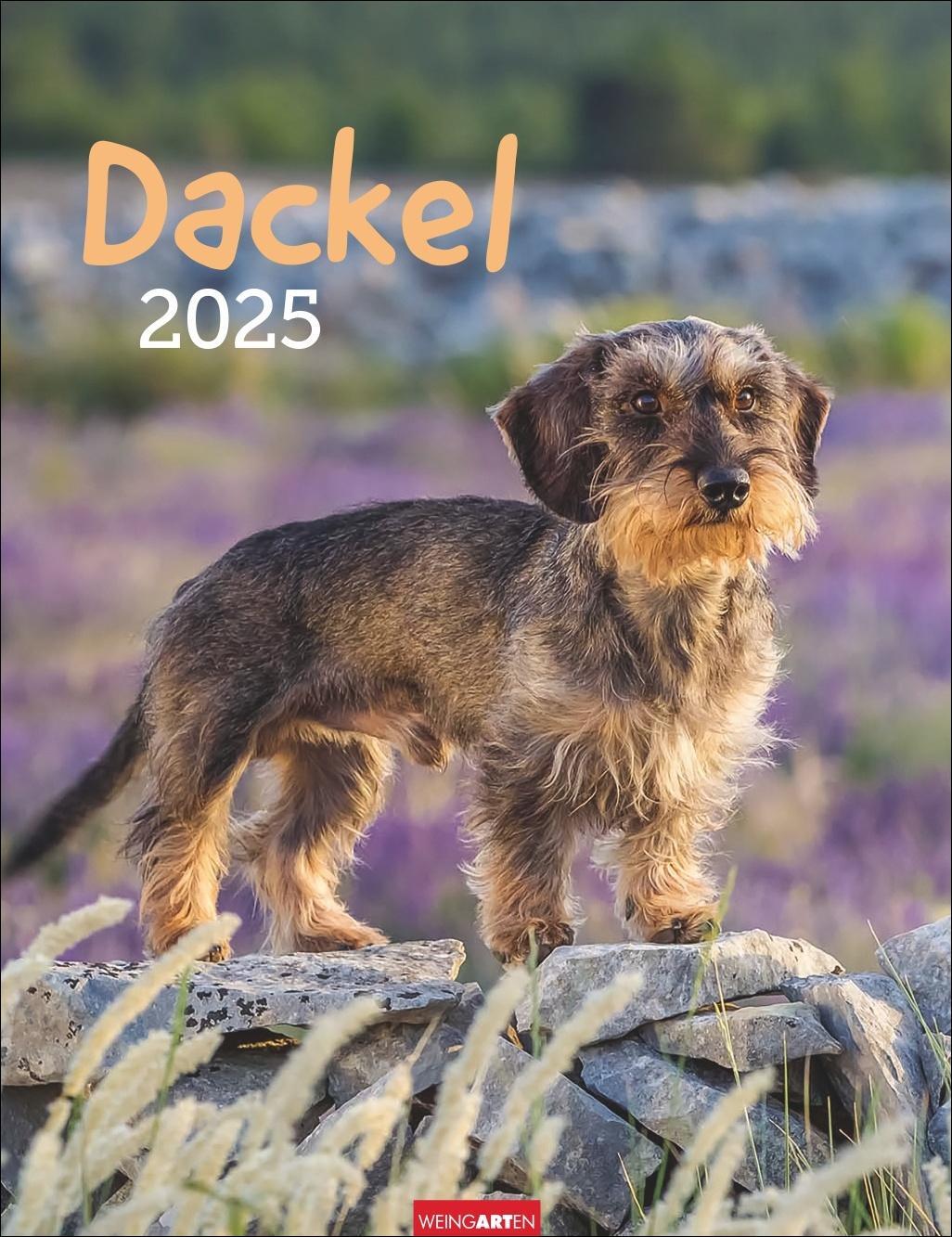 Cover: 9783839900581 | Dackel Kalender 2025 | Kalender | Spiralbindung | 14 S. | Deutsch