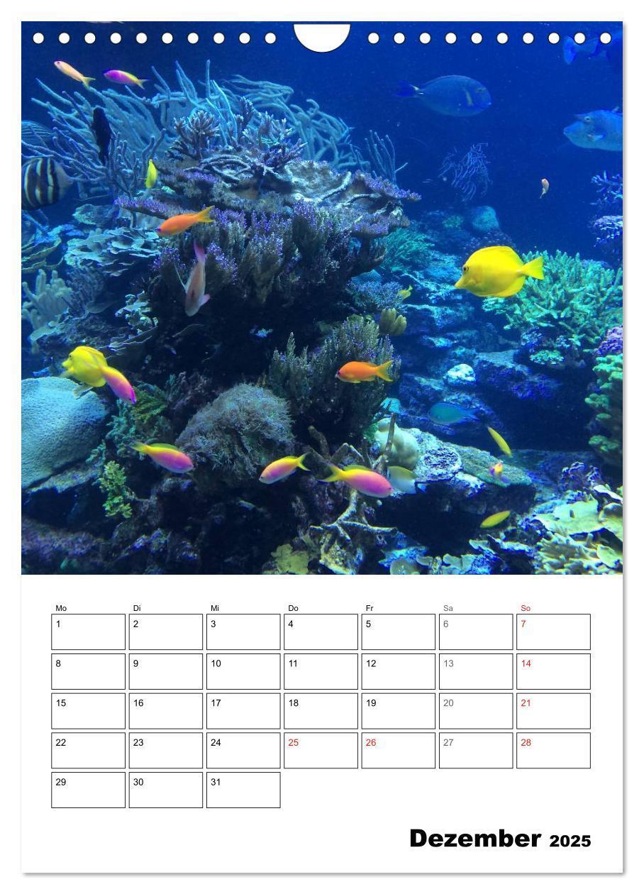 Bild: 9783457036006 | Zauberwelt. Fische, Korallen und Co. (Wandkalender 2025 DIN A4...