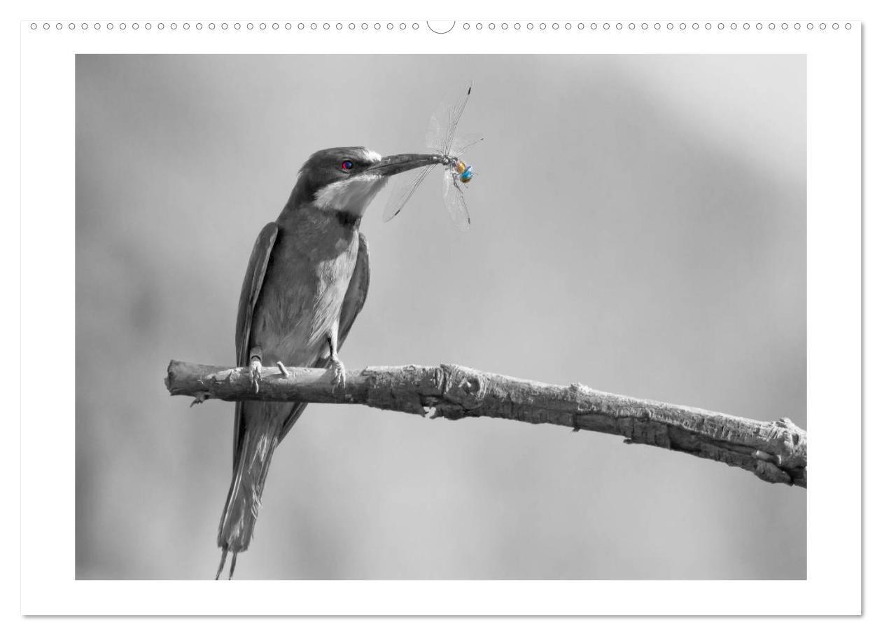 Bild: 9783435762316 | Farbige Akzente - Tierkalender 2025 in schwarz-weiß (Wandkalender...